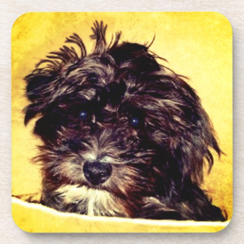 Schnoodle Dog Beverage Coaster