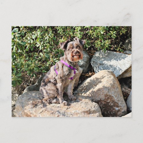 Schnoodle Dog enjoys Carmel Beach Postcard