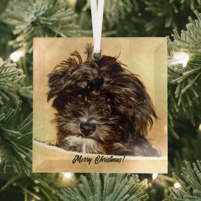 Schnoodle Dog Glass Ornament (Insitu)