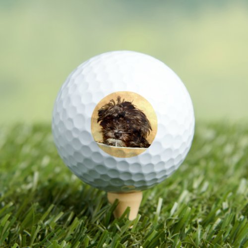 Schnoodle Dog Golf Balls