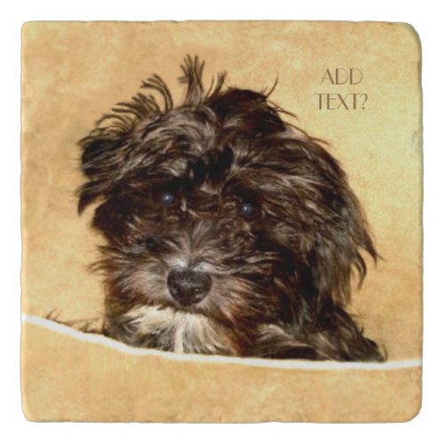 Schnoodle Dog Trivet Personalized