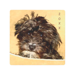 Schnoodle Square Metal Print