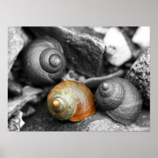 Schoodic Snails II Poster