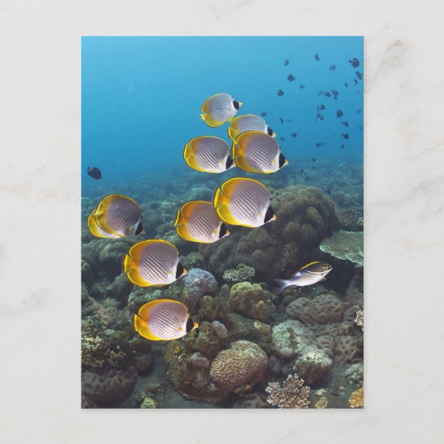 School of angelfish postcard (Front)