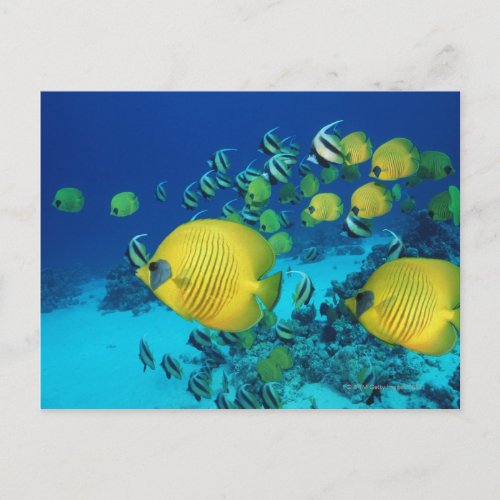 School of Butterfly Fish Swimming on the Seabed Postcard