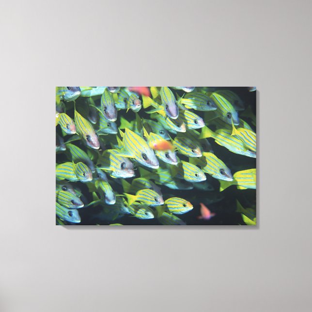 School of Fish 13 Canvas Print (Front)