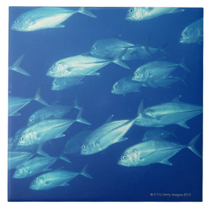 School of Fish 4 Tile