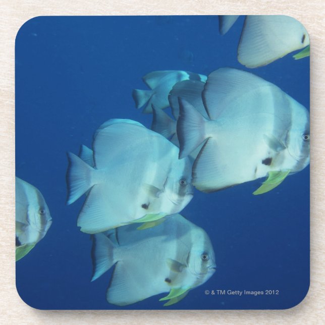School of Fish 5 Beverage Coaster (Front)
