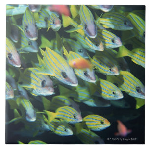 School of Fish 7 Ceramic Tile