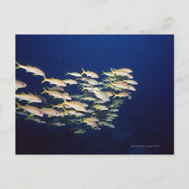 School of Fish 8 Postcard (Front)