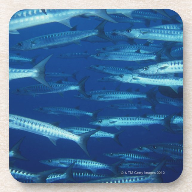School of Fish 9 Drink Coaster (Front)