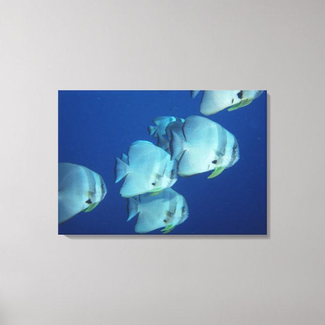 School of Fish Canvas Print (Front)