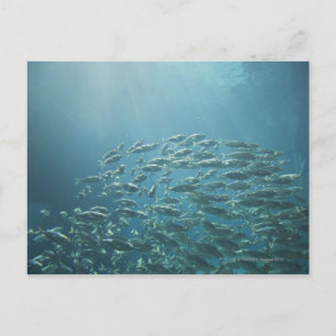 School of fish, Nassau, Bahamas Postcard
