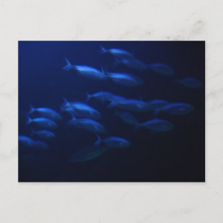 School of Fish Postcard