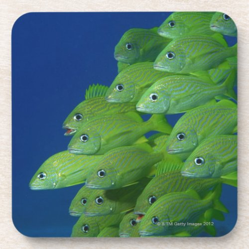 School of french bluestriped and margate grunts beverage coaster