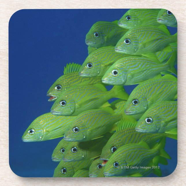 School of french bluestriped and margate grunts beverage coaster (Front)