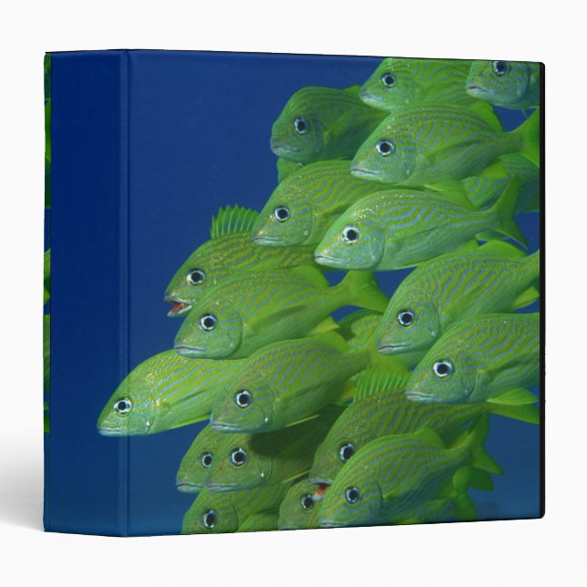 School of french bluestriped and margate grunts binder (Front/Spine)