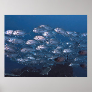 School of Jacks Poster