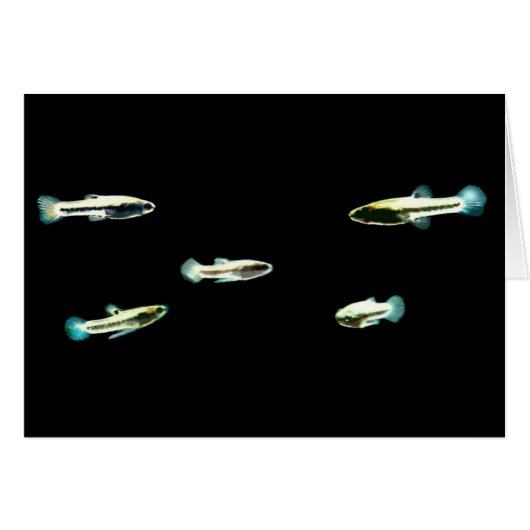 School of Least Killifish Cards (Front Horizontal)
