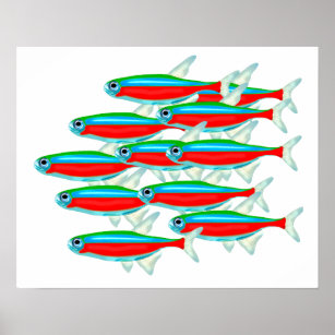 Neon Tetra, Tetras