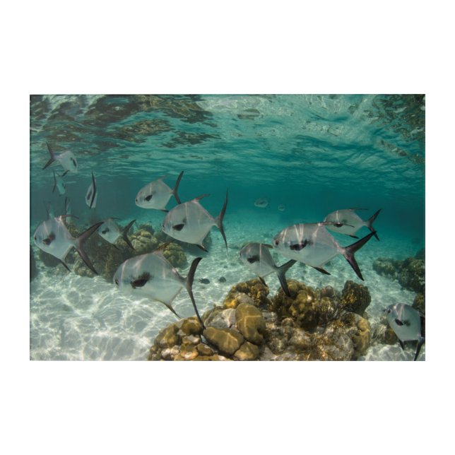 School of Permit Fish Acrylic Print (Front)