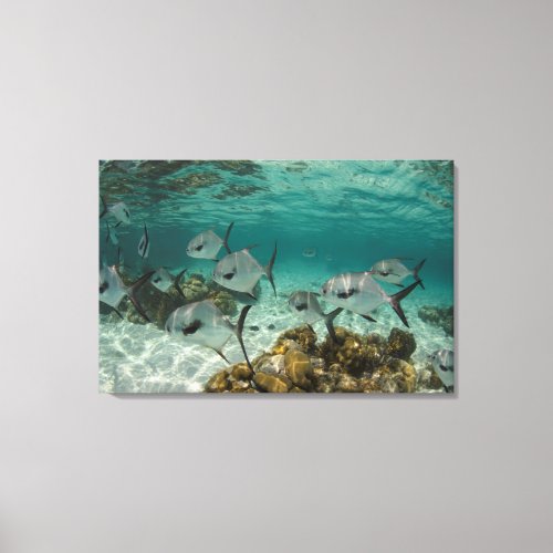 School of Permit Fish Canvas Print