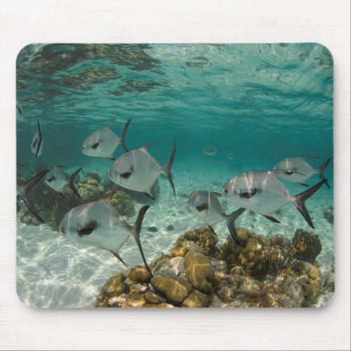 School of Permit Fish Mouse Pad
