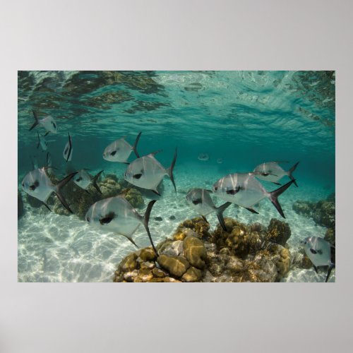 School of Permit Fish Poster