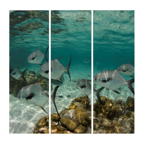 School of Permit Fish Triptych