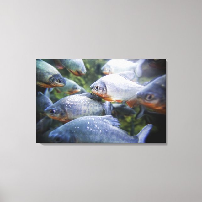 School of Piranhas (Pygocentrus nattereri) Canvas Print (Front)