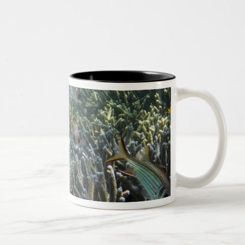 School of Spotfin Squirrelfish Neoniphon Two_Tone Coffee Mug