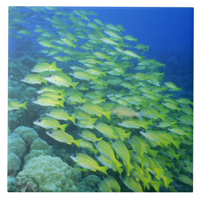School of swimming bluelined snappers ceramic tile (Front)