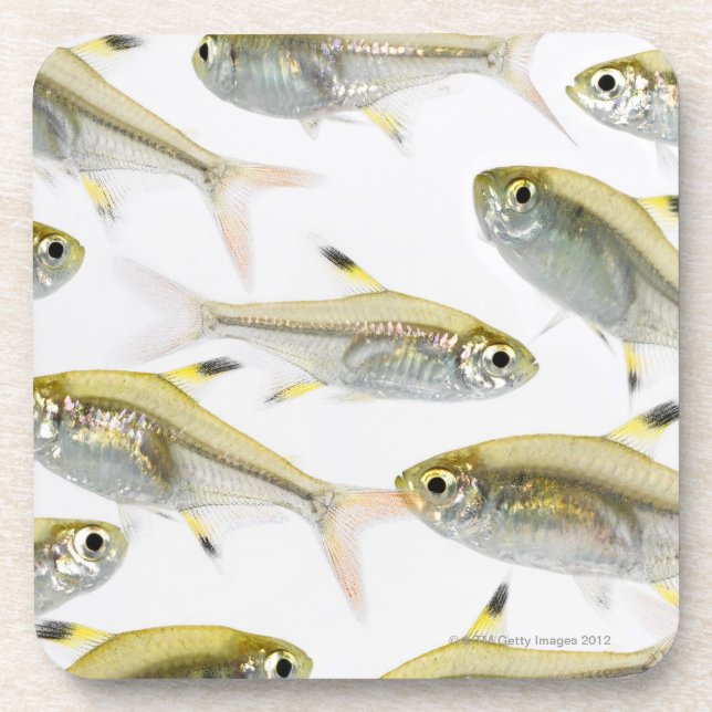School of X-ray tetra fish (Pristella Beverage Coaster (Front)