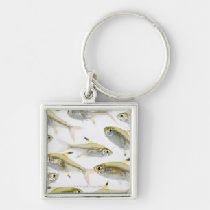 School of X-ray tetra fish (Pristella Keychain