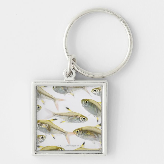 School of X-ray tetra fish (Pristella Keychain (Front)