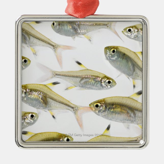 School of X-ray tetra fish (Pristella Metal Ornament (Front)