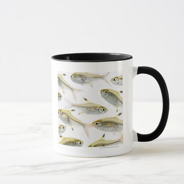 School of X-ray tetra fish (Pristella Mug (Right)