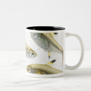 School of X-ray tetra fish (Pristella Two-Tone Coffee Mug