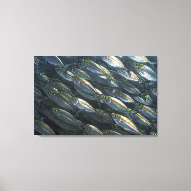 School of Yellow jacks (Carangoides) Canvas Print (Front)