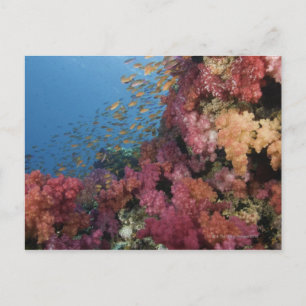 Schooling Fairy Basslets 2 Postcard