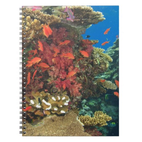 schooling Fairy Basslets  Pseudanthias 3 Notebook