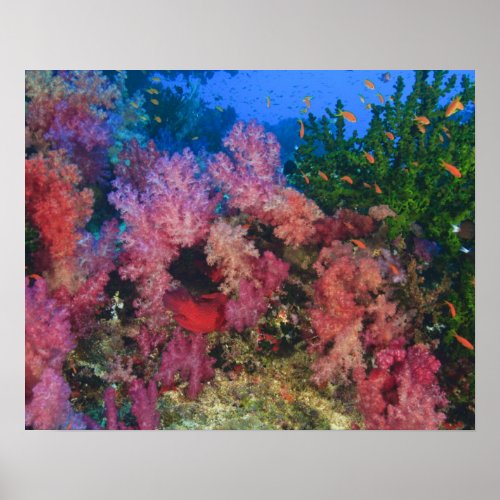 schooling Fairy Basslets  Pseudanthias 4 Poster