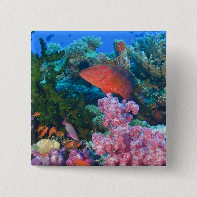 schooling Fairy Basslets  (Pseudanthias Button (Front)