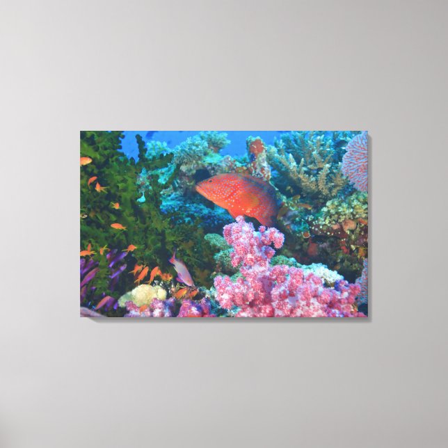 schooling Fairy Basslets  (Pseudanthias Canvas Print (Front)
