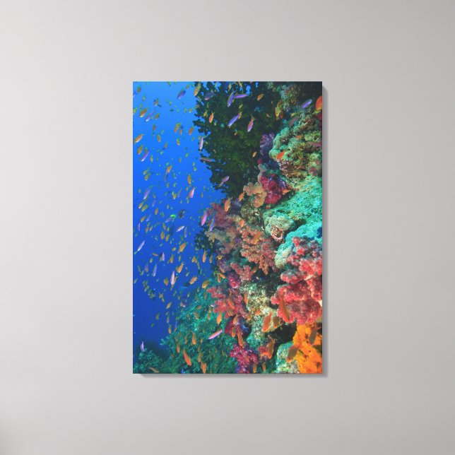 Schooling Fairy Basslets (Pseudanthias Canvas Print (Front)