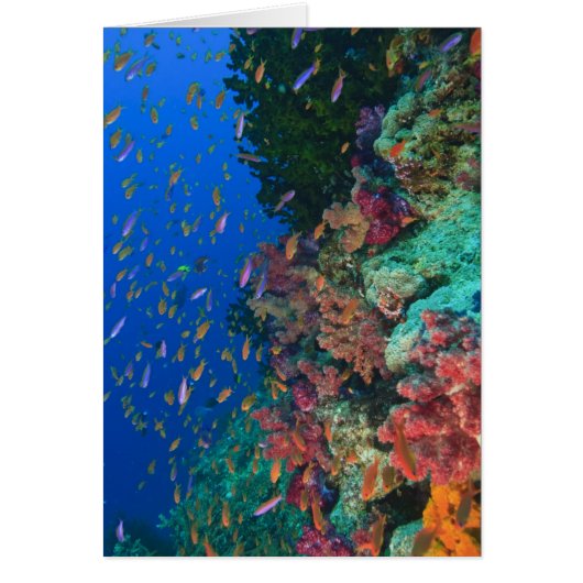 Schooling Fairy Basslets (Pseudanthias Cards (Front)