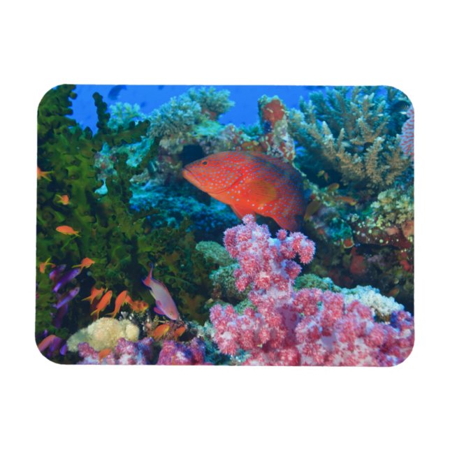 schooling Fairy Basslets  (Pseudanthias Magnet (Horizontal)