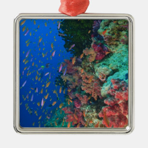 Schooling Fairy Basslets (Pseudanthias Metal Ornament