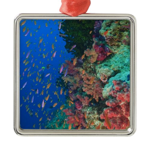 Schooling Fairy Basslets (Pseudanthias Metal Ornament
