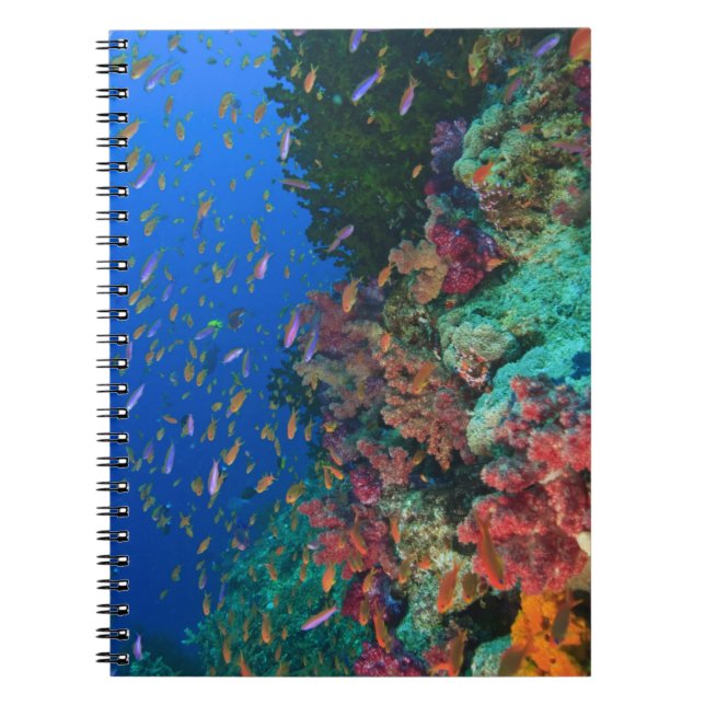 Schooling Fairy Basslets (Pseudanthias Notebook (Front)